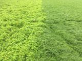 Grass%20field%20treated%20with%20Envy%20right%20V%20non-treated%20side%20covered%20in%20chickweed_160x220.jpg