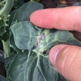 Mealy%20cabbage%20aphid%201_160x220.jpg