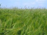 blackgrass-in-barley_1_160x220.jpg